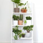 Ideas for decorating your home with plants