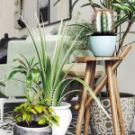 Ideas for decorating your home with plants