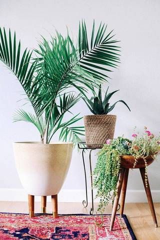 34 Ideas para decorar tu sala con plantas