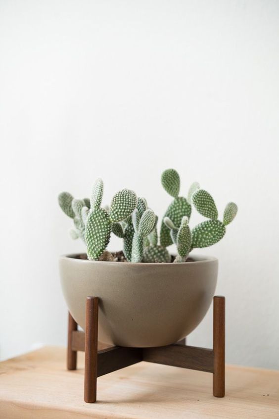 Ideas para decorar interiores con cactus