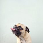 Tips para fotos de mascotas (13)