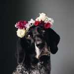 Tips para fotos de mascotas (16)