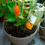 ideas para cuidar tu jardin