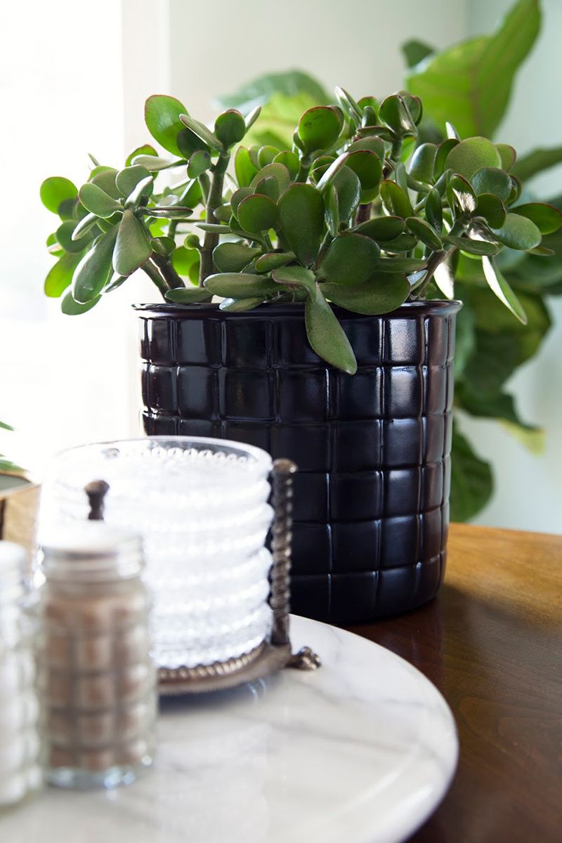Plantas para interiores que no se te morirán fácilmente: planta de jade