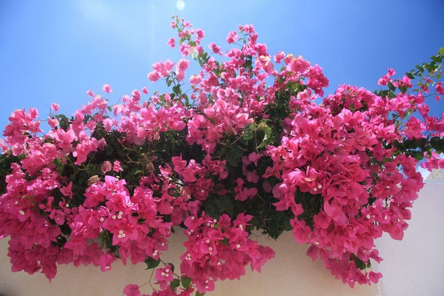 Enredaderas con una floración espectacular - Buganbilia