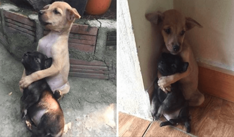 Estos dos cachorros callejeros acaban de ser rescatados y se niegan a dejar de abrazarse