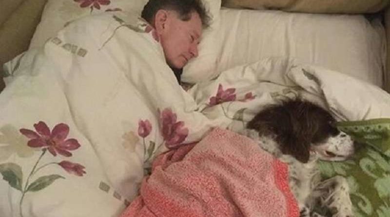 Los dueños se turnan para dormir en el sofá con el perro viejo para que no se sienta solo